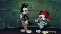 Animaniacs الضاحكون T199xkfu62o3_t